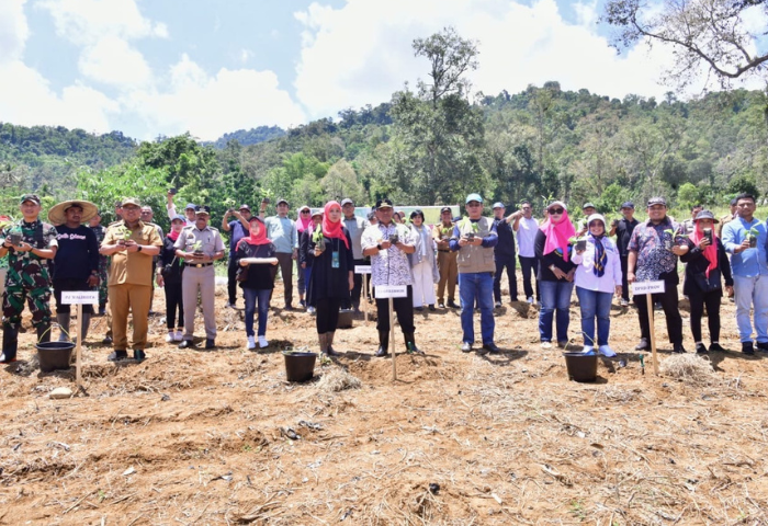 Pemkot Palopo Siapkan 48 Hektar Lahan Untuk Budidaya Pisang