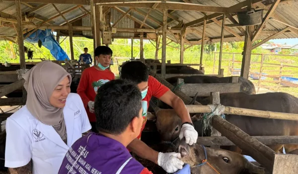 Kadis Nakbun Pinrang: Hewan Kurban Wajib Memenuhi Kriteria Sehat, Tak Cacat, dan Minimal Umur 1-2 Tahun