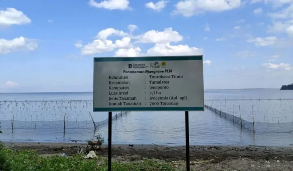 PLN UIP Sulawesi Pulihkan Ekosistem Pesisir Jeneponto: 2,7 Hektare Mangrove Hidup, 5.401 Pohon Tumbuh