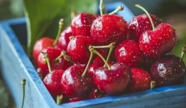 Ilustrasi - Buah ceri. (Pixabay)