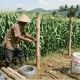 Bank Sulselbar Siap Biayai Petani Jagung Selayar Melalui KUR
