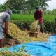 Indonesia Resmi Stop Impor Beras, Sudaryono Produksi Pangan Nasional Melonjak