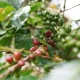 Di Lereng Toraja, Aroma Buah dan Cita Rasa Khas Menjaga Nama Besar Kopi Arabika