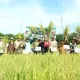 Sekda Kabupaten Donggala Rustam Efendi bersama mahasiswa dari UGM dan Untad KKN PPM) UGM dan Universitas Tadulako di Desa Limboro, Kecamatan Banawa Tengah, Rabu (8/7/2026). Pemkab Donggala