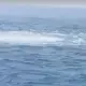 Gelembung yang muncul di perairan Karawang, yang sebelumnya diduga akibat kebocoran pipa gas Pertamina.