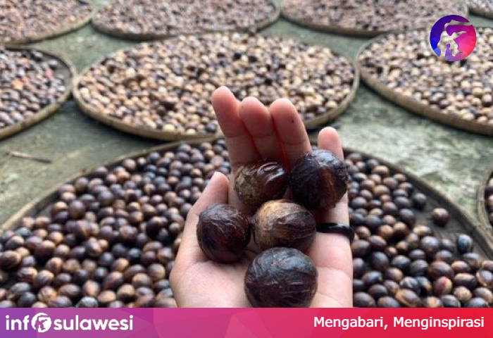 Disbun Sulawesi Utara Dorong Petani Tingkatkan Ekspor Pertanian