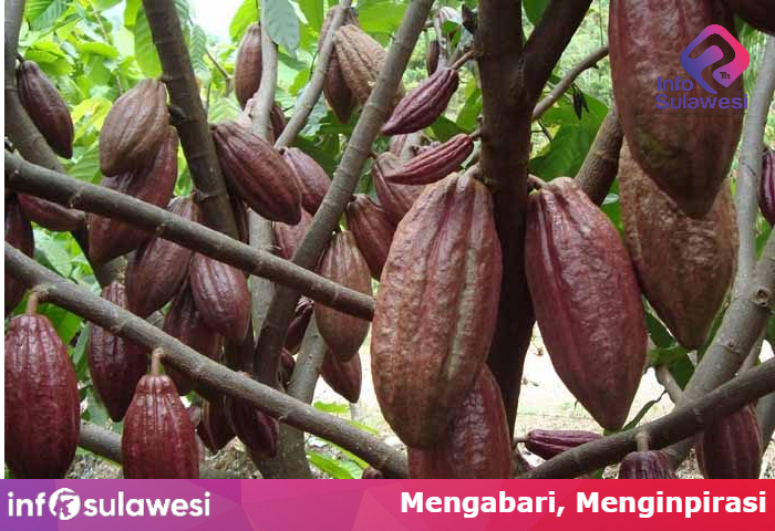 Kabupaten Pohuwato dilirik Investor Jepang Untuk Pengembangan Kakao
