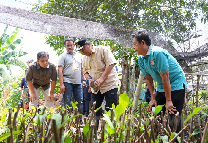 Pj Gubernur Sulsel Cek Lokasi Pembibitan Sukun yang Diinisiasi Kelompok Tani Desa Samaenre