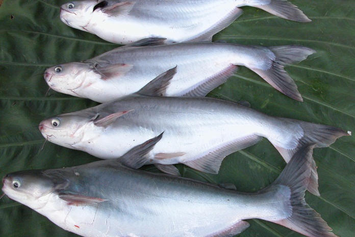 Gambar ikan patin. /INFOSULAWESI/Ist/