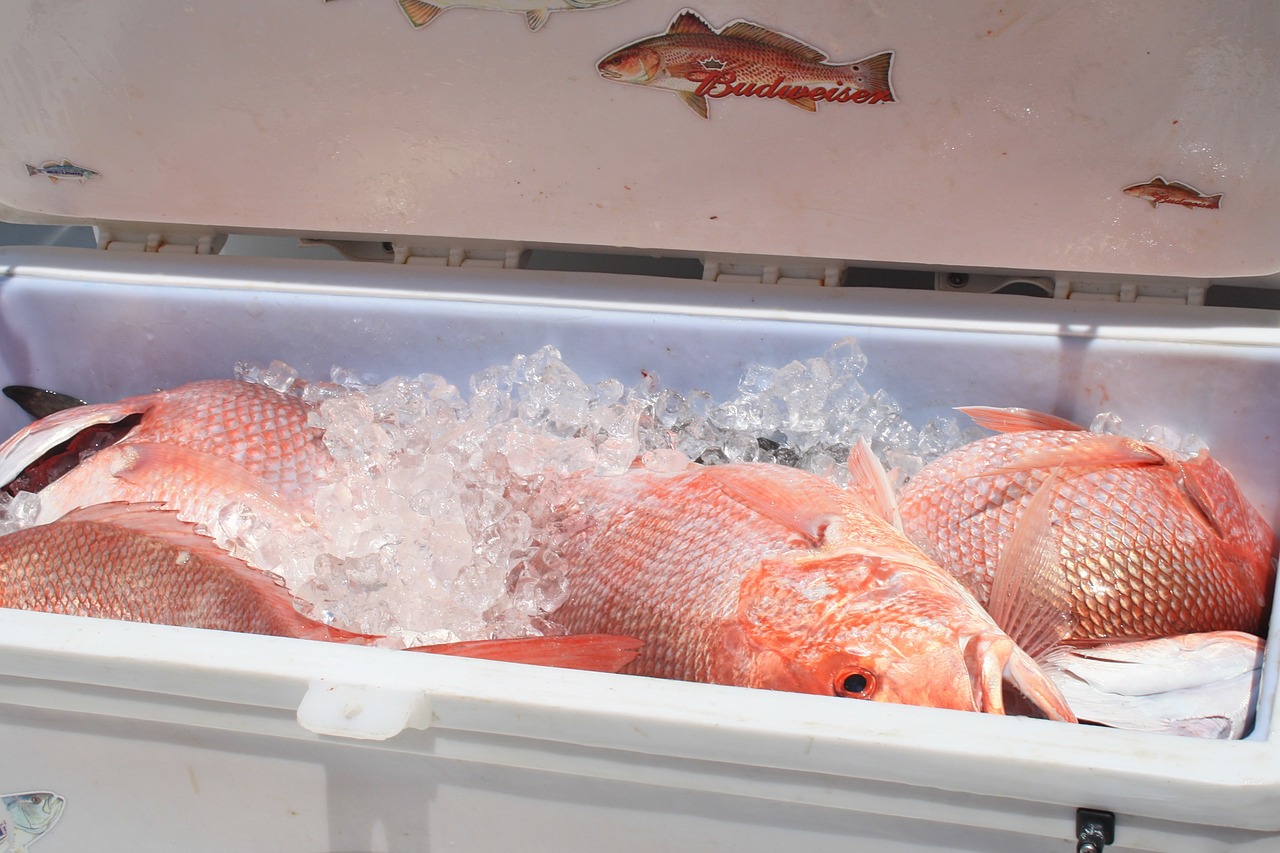 Gambar ikan kakap merah. /scottgardner/Pixabay 