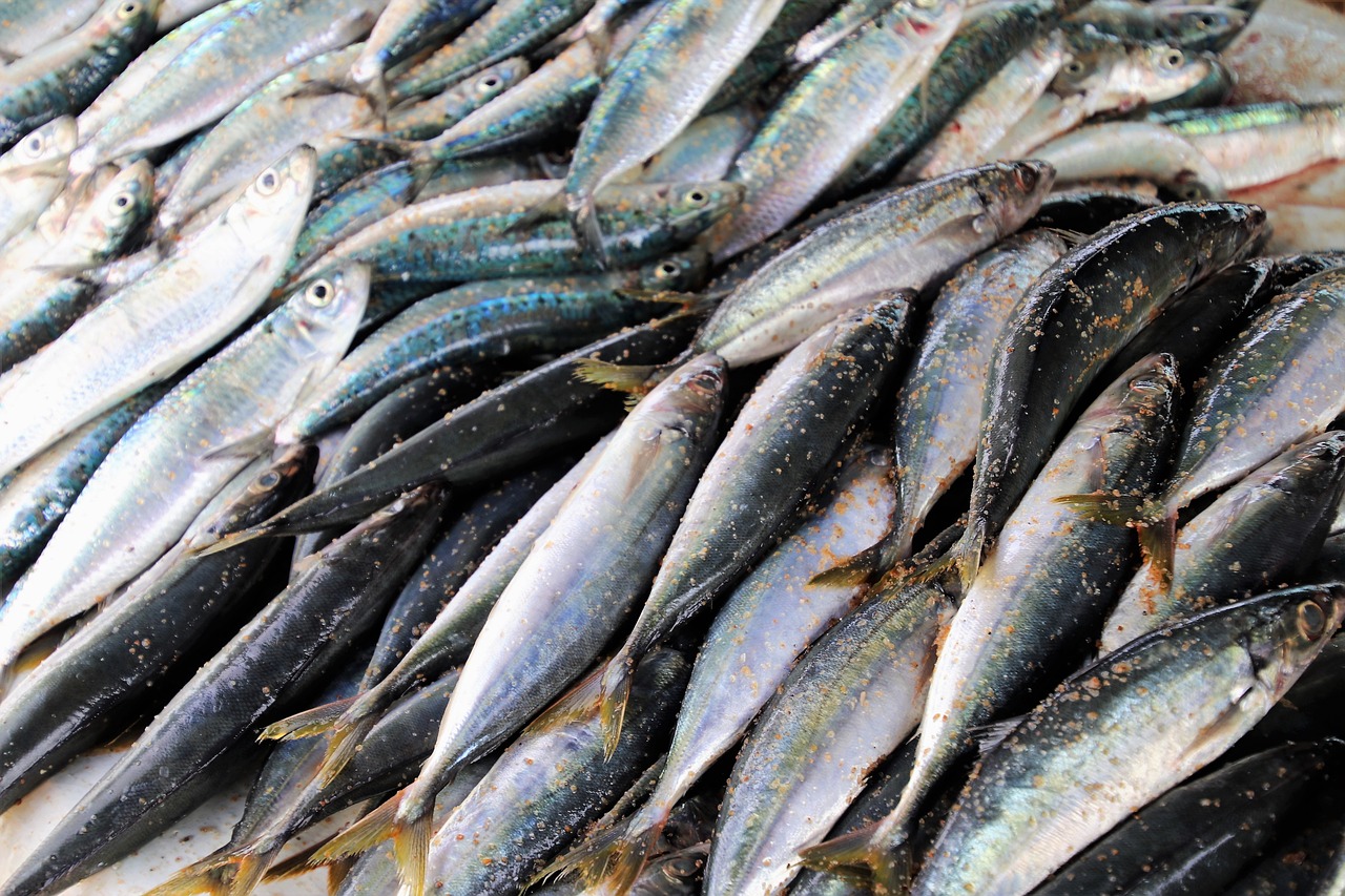 Ilustrasi ikan mackerel. /pasja1000/Pixabay 
