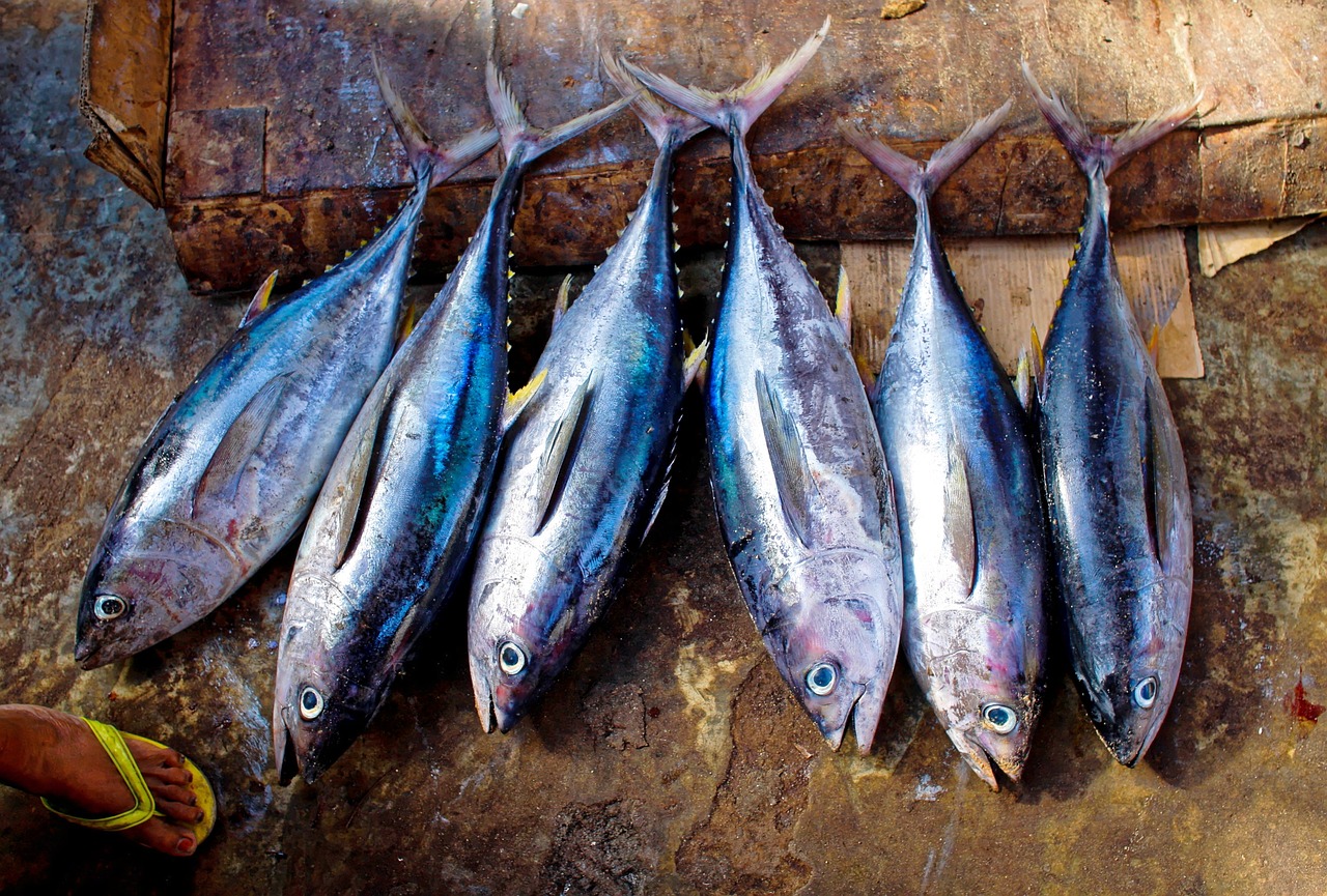 Gambar ikan tuna. /MLbay/Pixabay/
